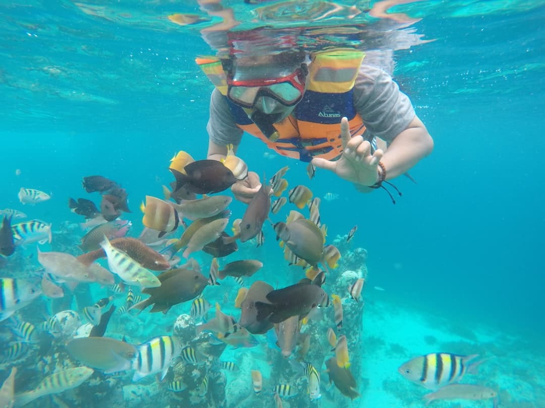 Nurkowanie w Phuket, eksploracja raf koralowych