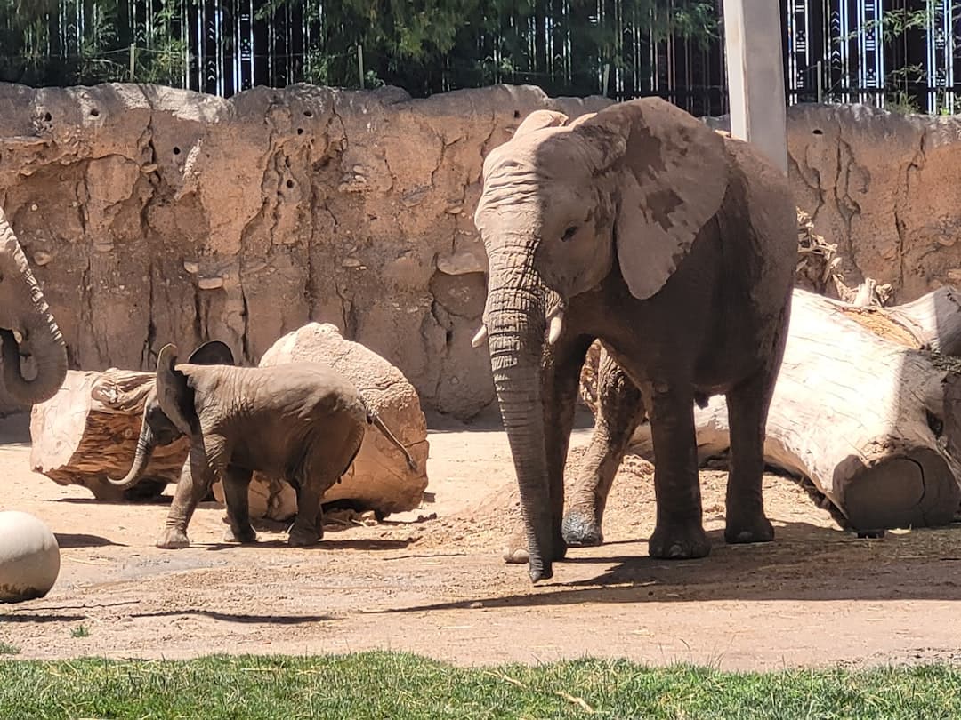 Rodzina ciesząca się dniem w zoo, obserwująca zwierzęta