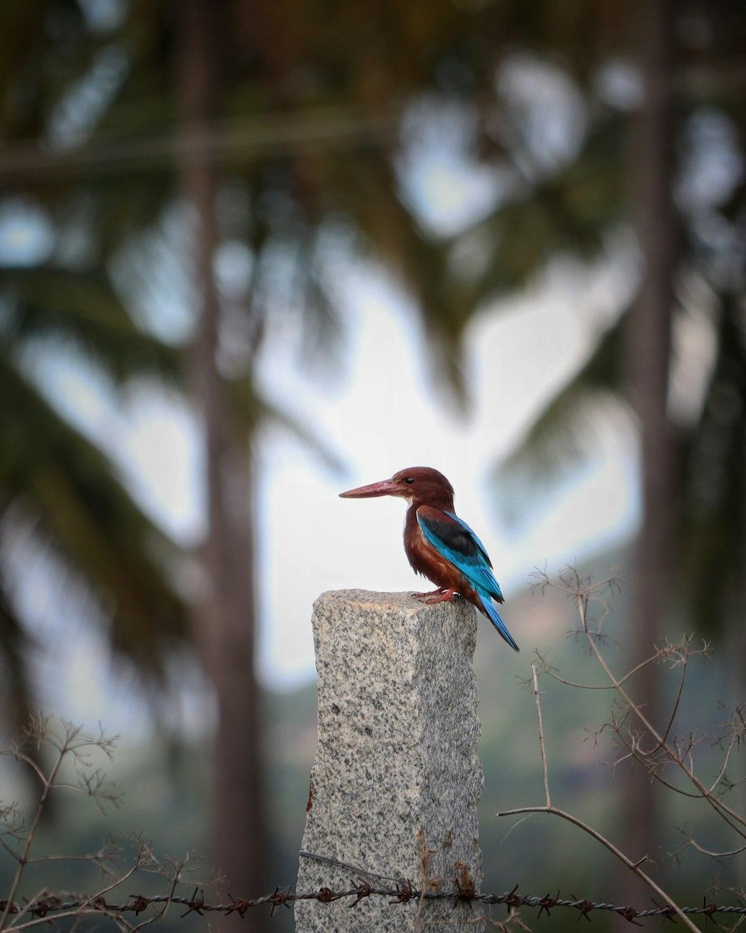 Ptaki w Ria Formosa