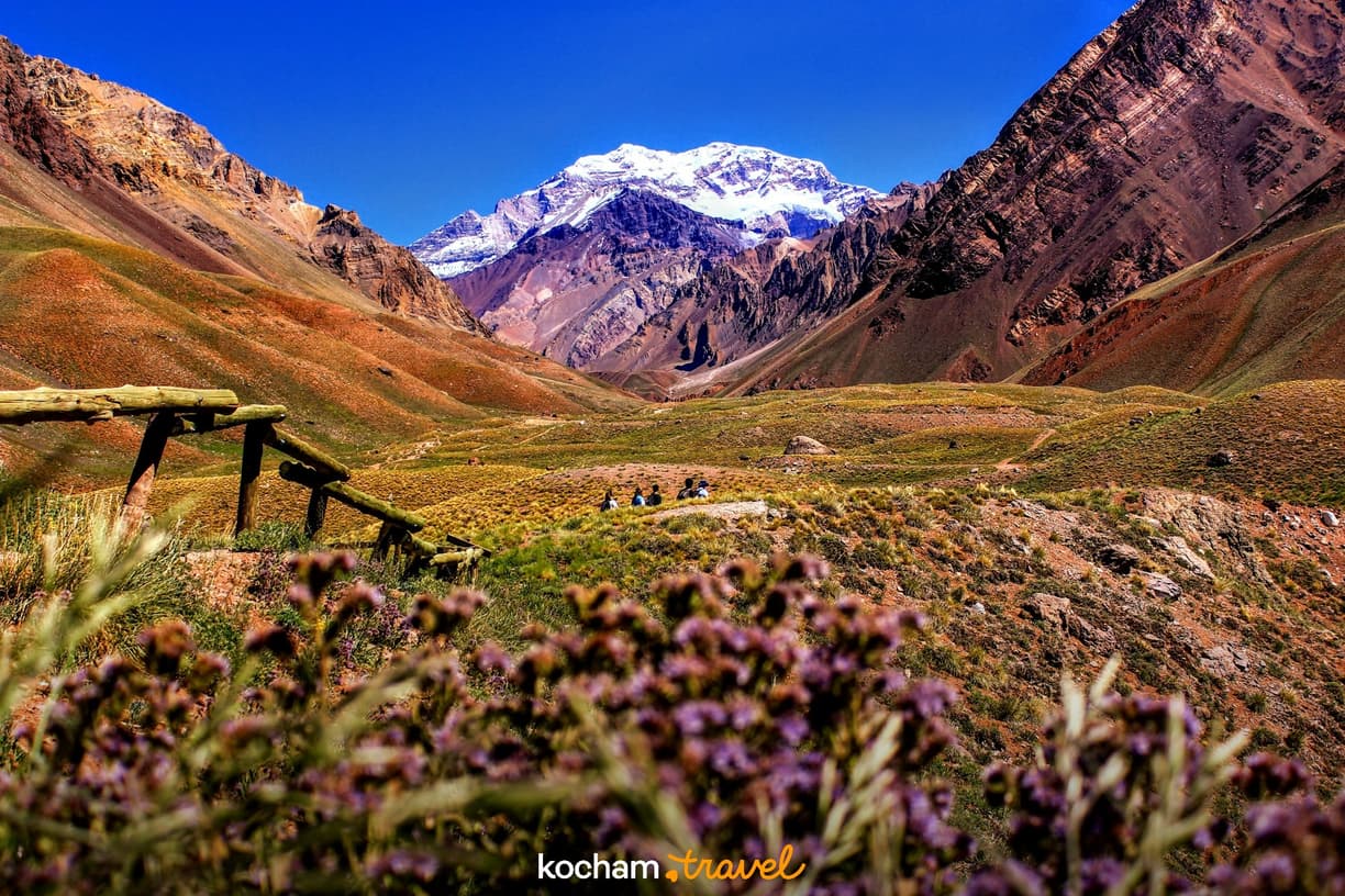 Kwitnąca dolina z widokiem na ośnieżony szczyt Aconcagua w Andach.
