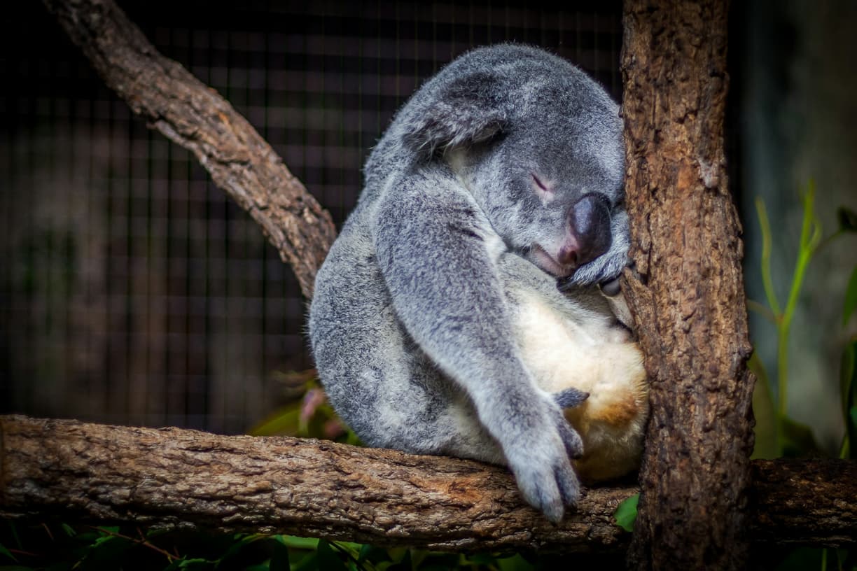 Koala śpiący na drzewie w naturalnym środowisku.
