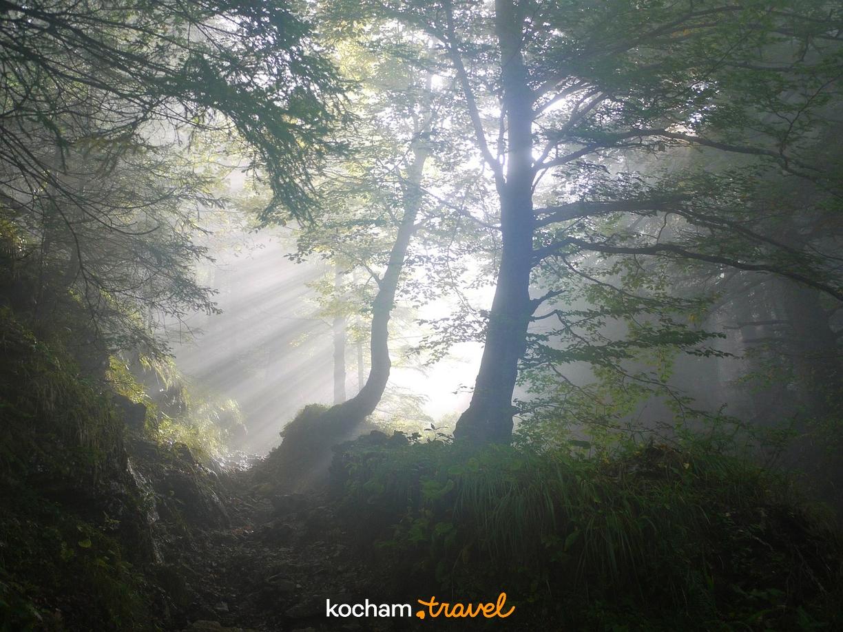 Mglisty las, promienie słońca, leśna ścieżka, tajemnicza natura.