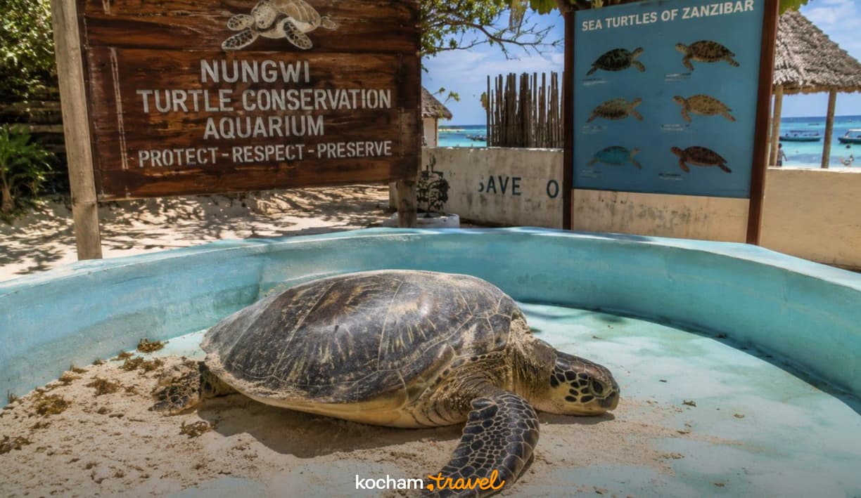 Zielony żółw morski w ośrodku ochrony Nungwi, Zanzibar.