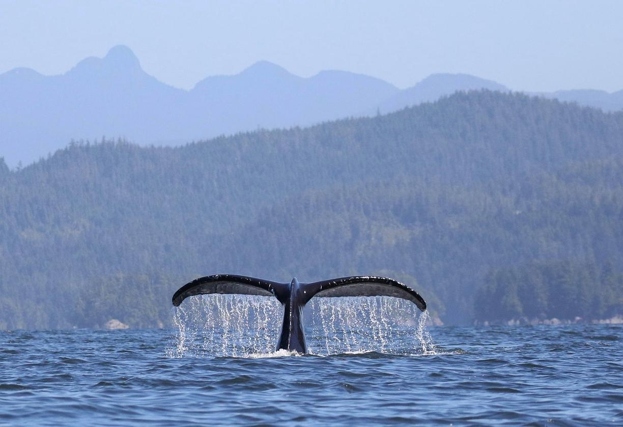 Ogon wieloryba wynurzający się z oceanu, mgliste góry w tle.