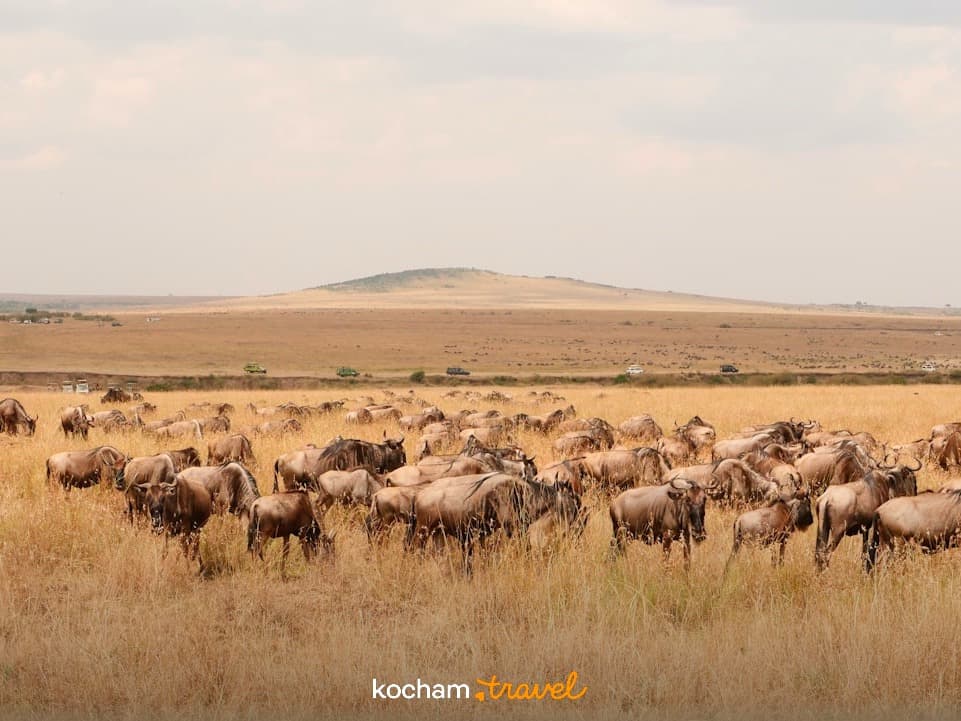 Gnu pasące się na rozległej afrykańskiej sawannie podczas safari