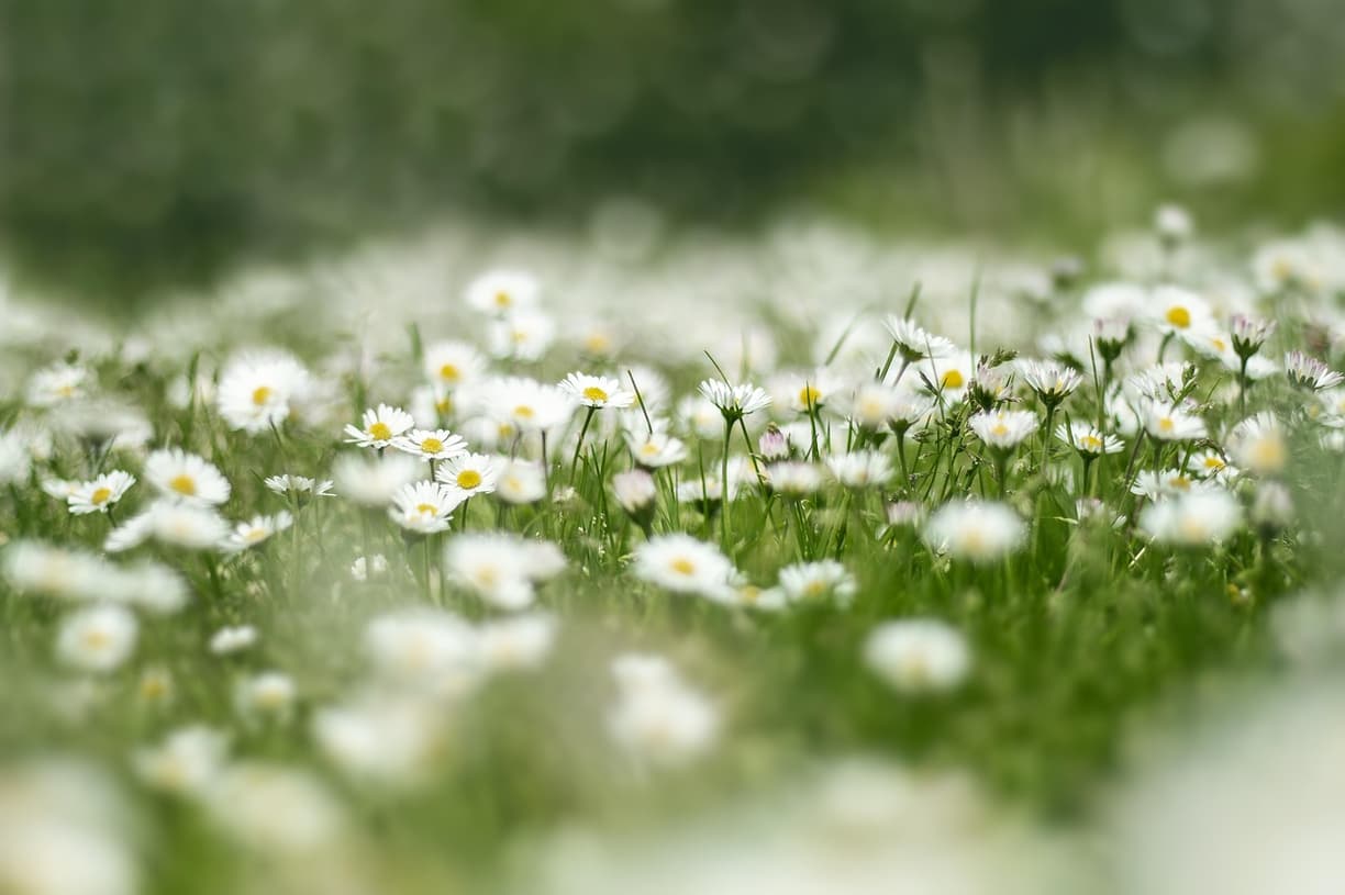 Piękne kwiaty w ogrodach botanicznych