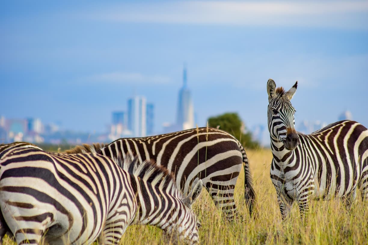 Kenia. Co zwiedzić w Nairobi? Park Narodowy Nairobi, Muzeum Karen Blixen i centrum miasta