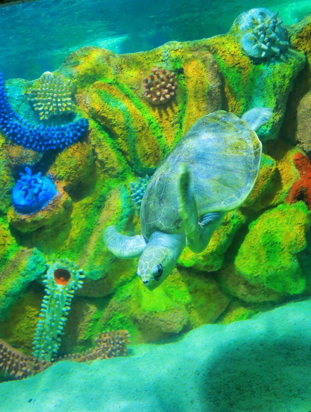 Pływanie z żółwiami w Baraka Aquarium