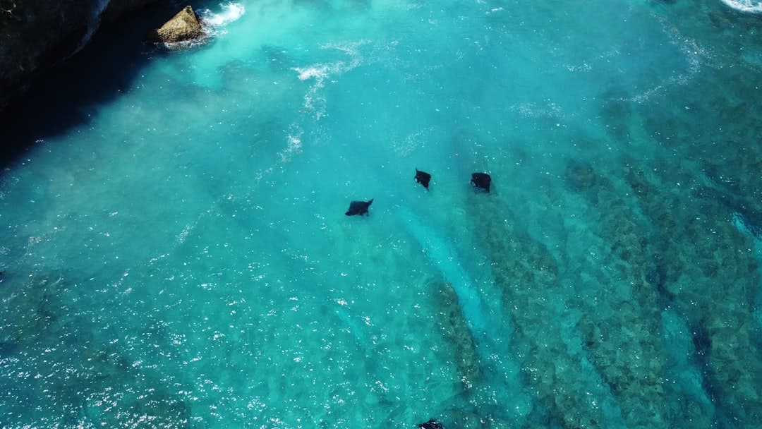 Snorkeling z rekinami rafowymi w krystalicznie czystej wodzie