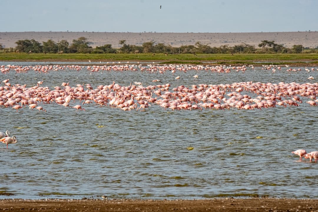 Laguna Colorada z flamingami w Boliwii