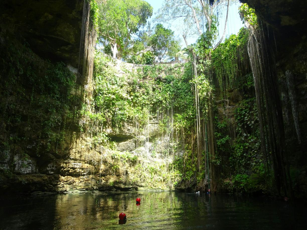 Malownicza cenote z bujną roślinnością, wiszącymi korzeniami nad spokojną wodą.
