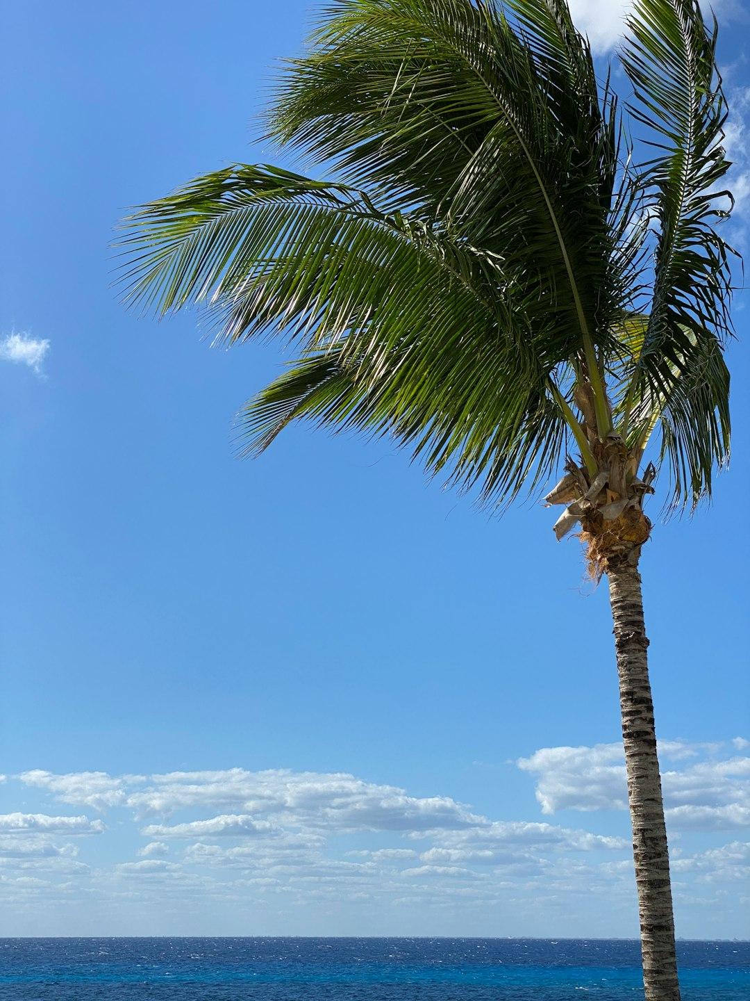 Tropikalny krajobraz plaży w Cozumel z palmami
