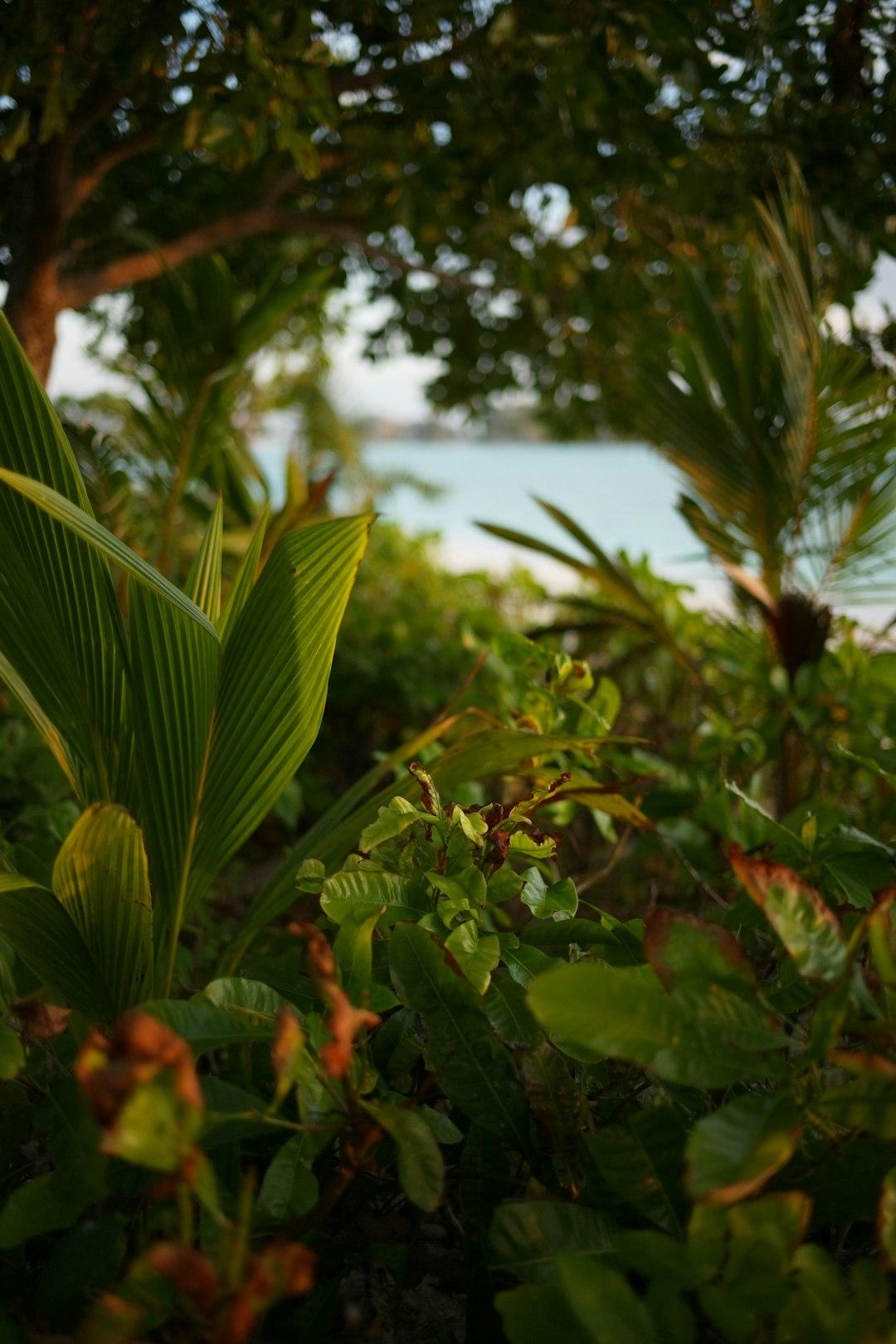 Bujna roślinność wokół plaży Beau Vallon