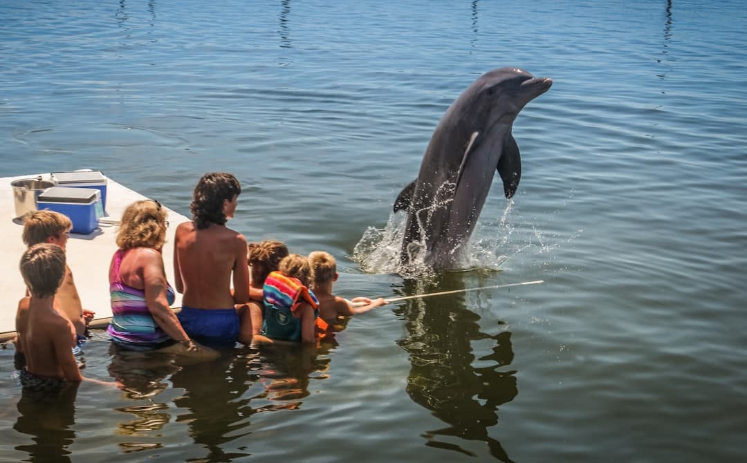 Delfiny w Parku Xcaret