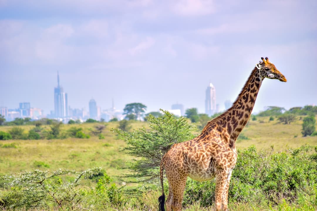 Żyrafy w Parku Narodowym Nairobi w tle wieżowców