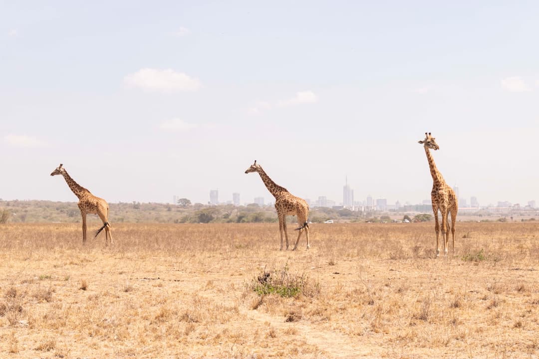 Safari w Parku Narodowym Nairobi: Jak zobaczyć dzikie zwierzęta na tle wieżowców?