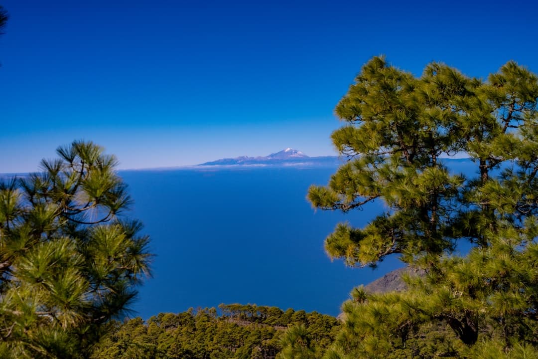 Widok na wulkan Teide z sosnami i oceanem.