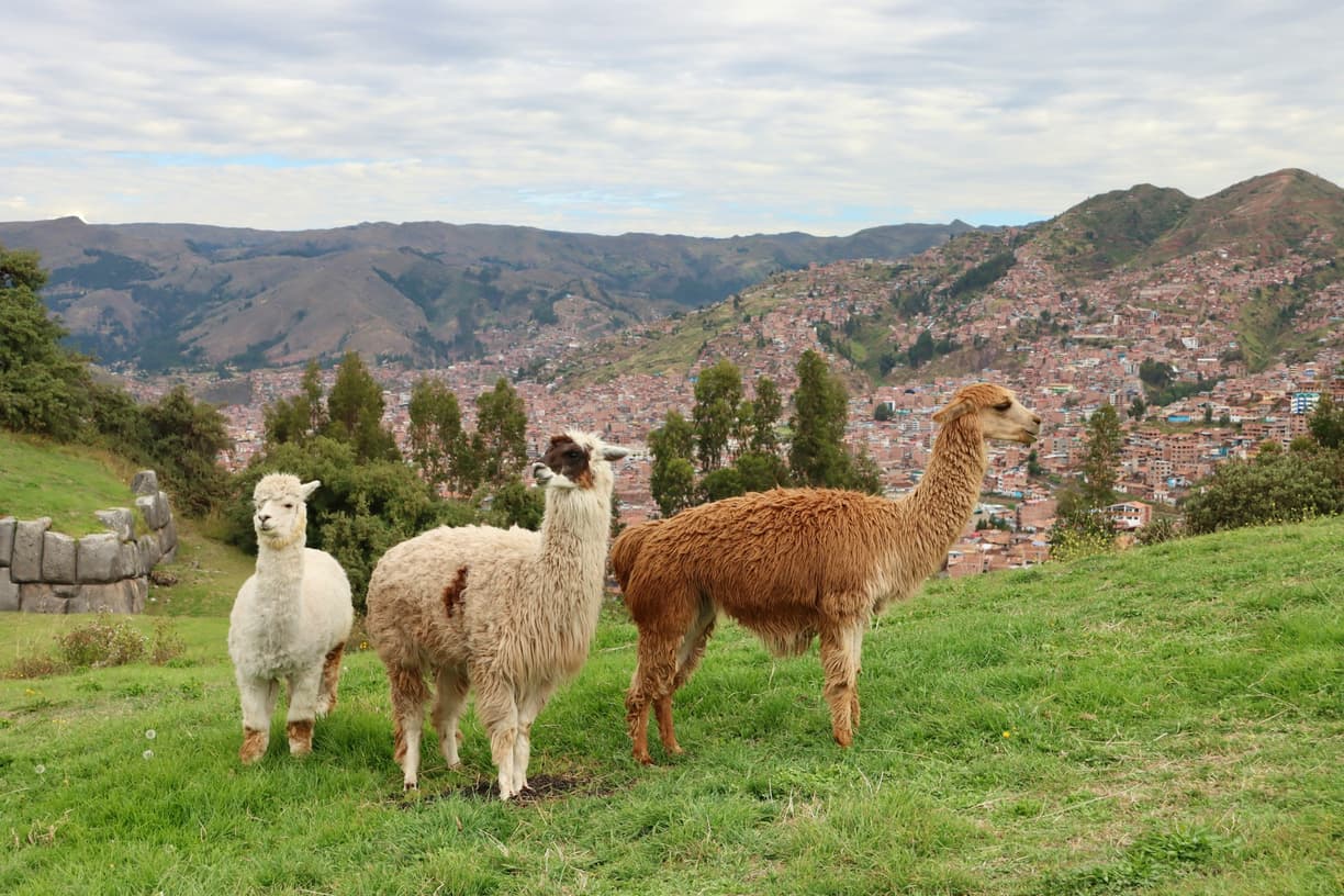 Targowisko na Plaza de Armas w Cuzco