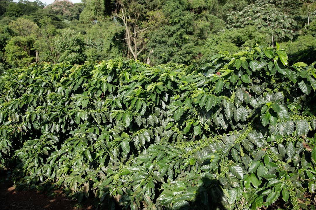 Plantacja kawy w Boquete, Panama