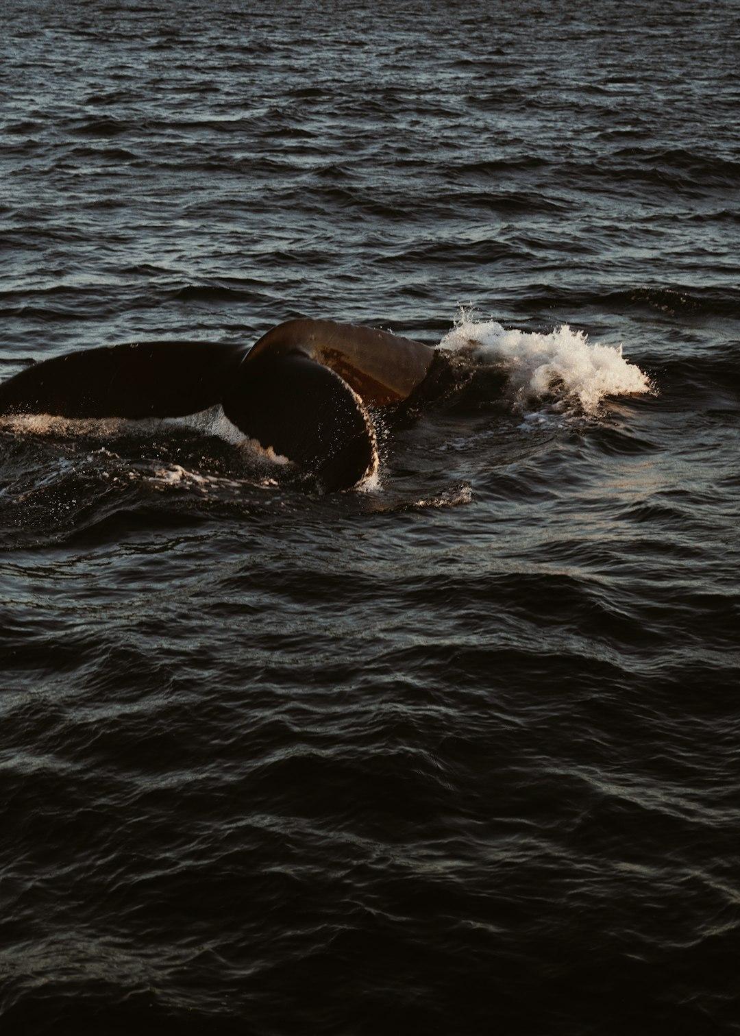 Ogon wieloryba nurkujący w ciemnej wodzie oceanu z pluskiem.