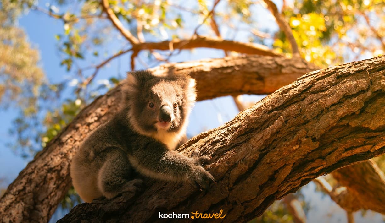 Młody koala siedzi na gałęzi drzewa, patrząc ciekawie.