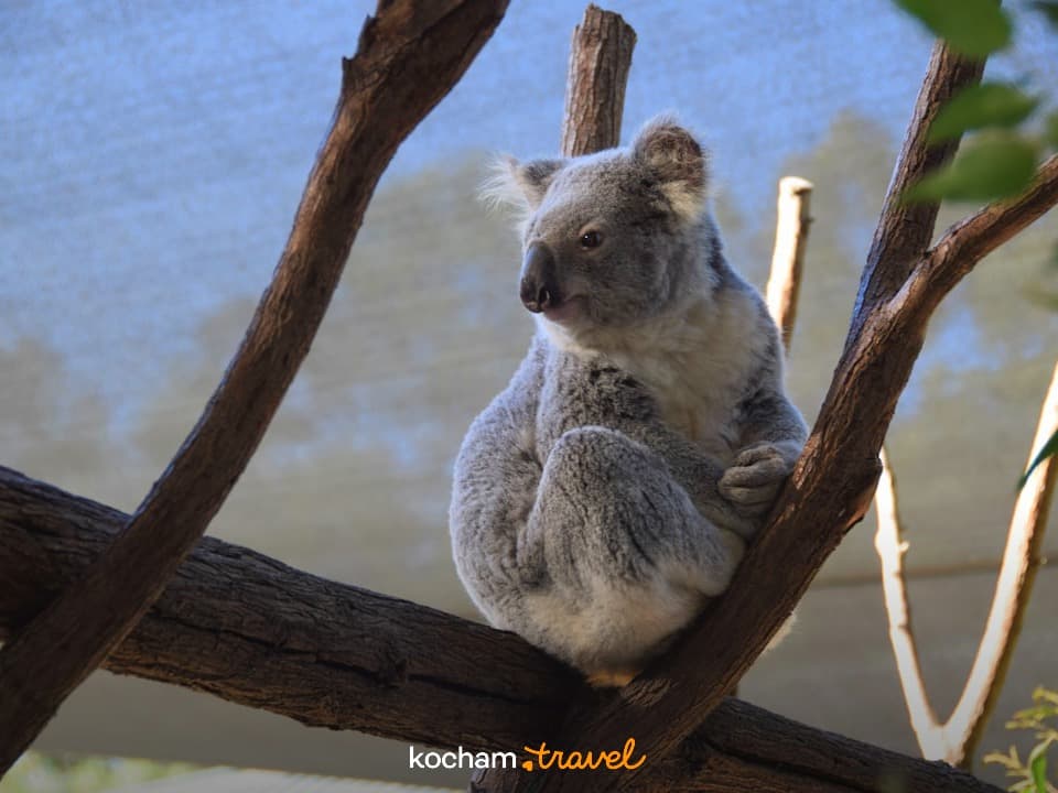 Szary koala siedzący na grubej gałęzi drzewa w zoo.