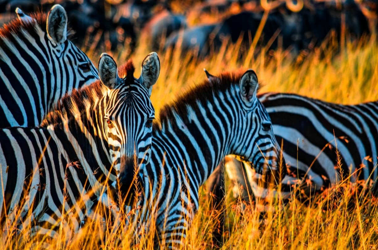 Safari w Afryce: Przewodnik dla początkujących – Kenia, Tanzania czy RPA?