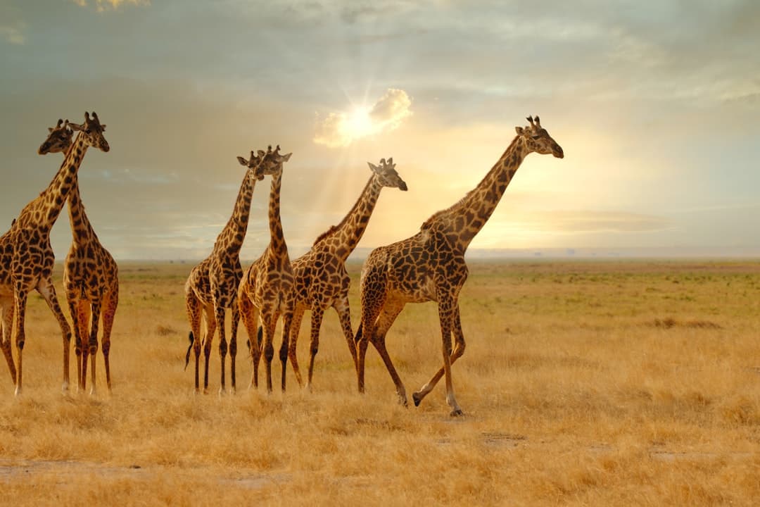 Krajobraz Parku Narodowego Serengeti w Tanzanii