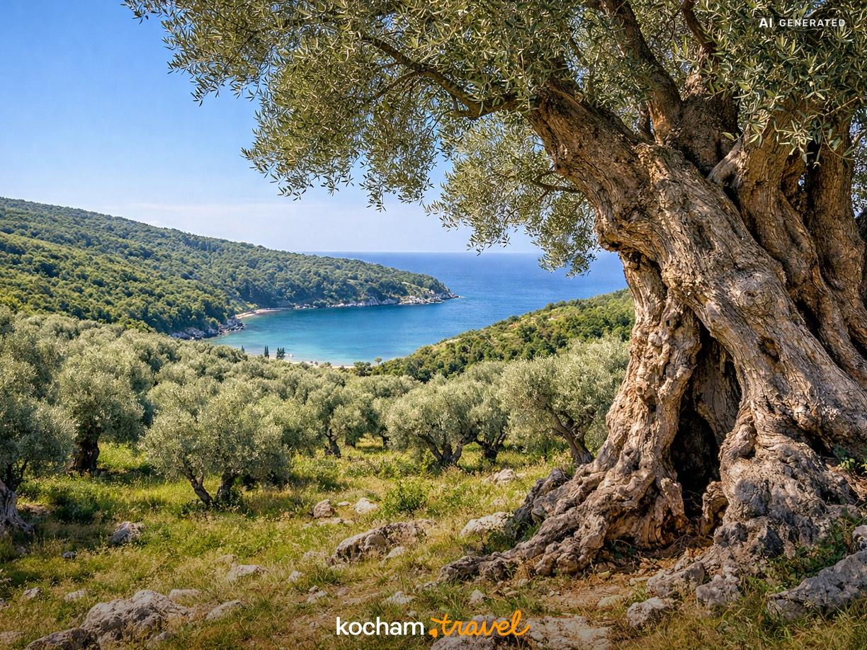 Gaj oliwny Valdanos i legendarne drzewo w Buzuku w Ulcinj