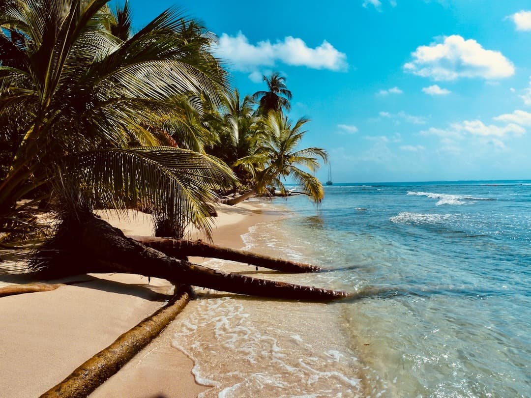 Słoneczna tropikalna plaża z palmami i krystaliczną turkusową wodą.