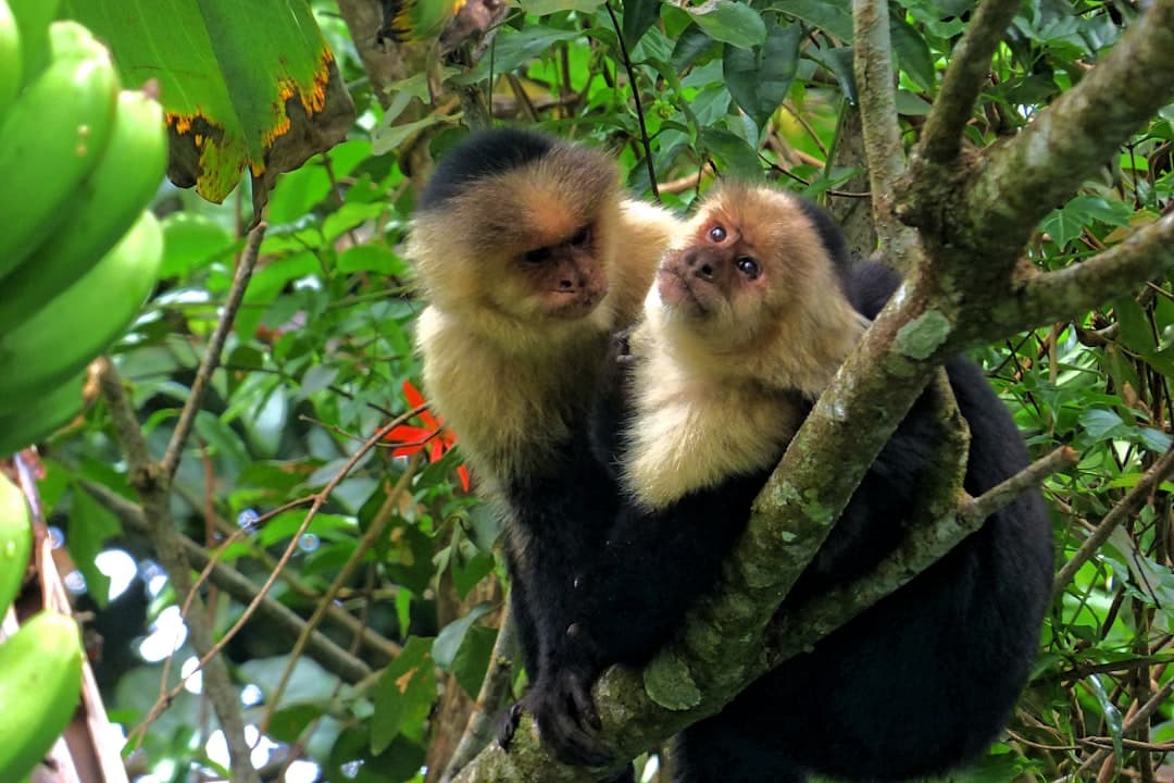 Kapucynki w parku Manuel Antonio