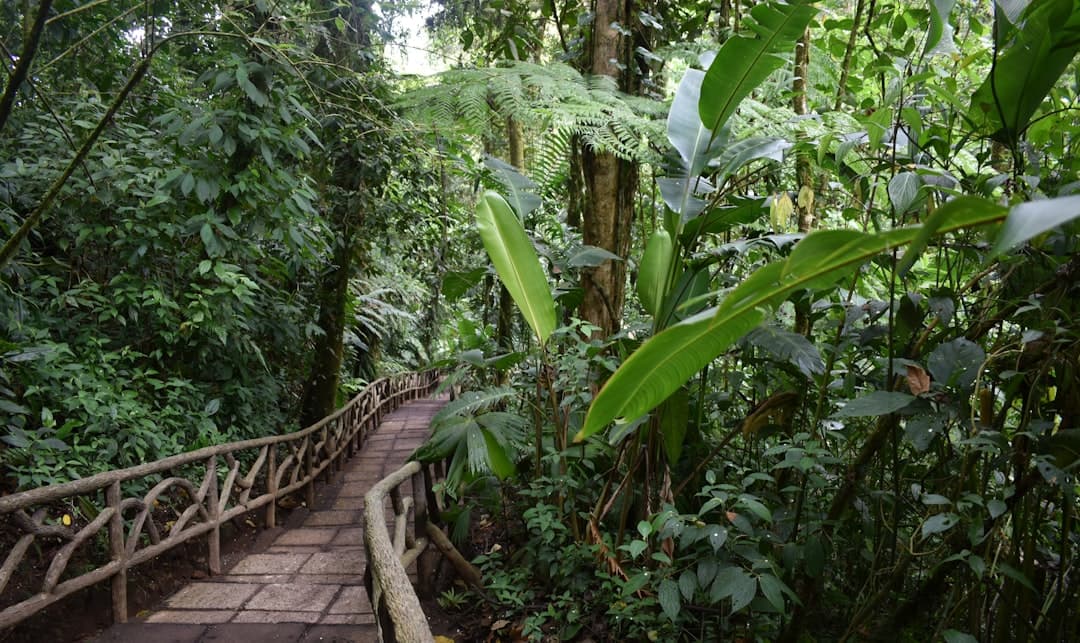 Piękna dżungla w Manuel Antonio