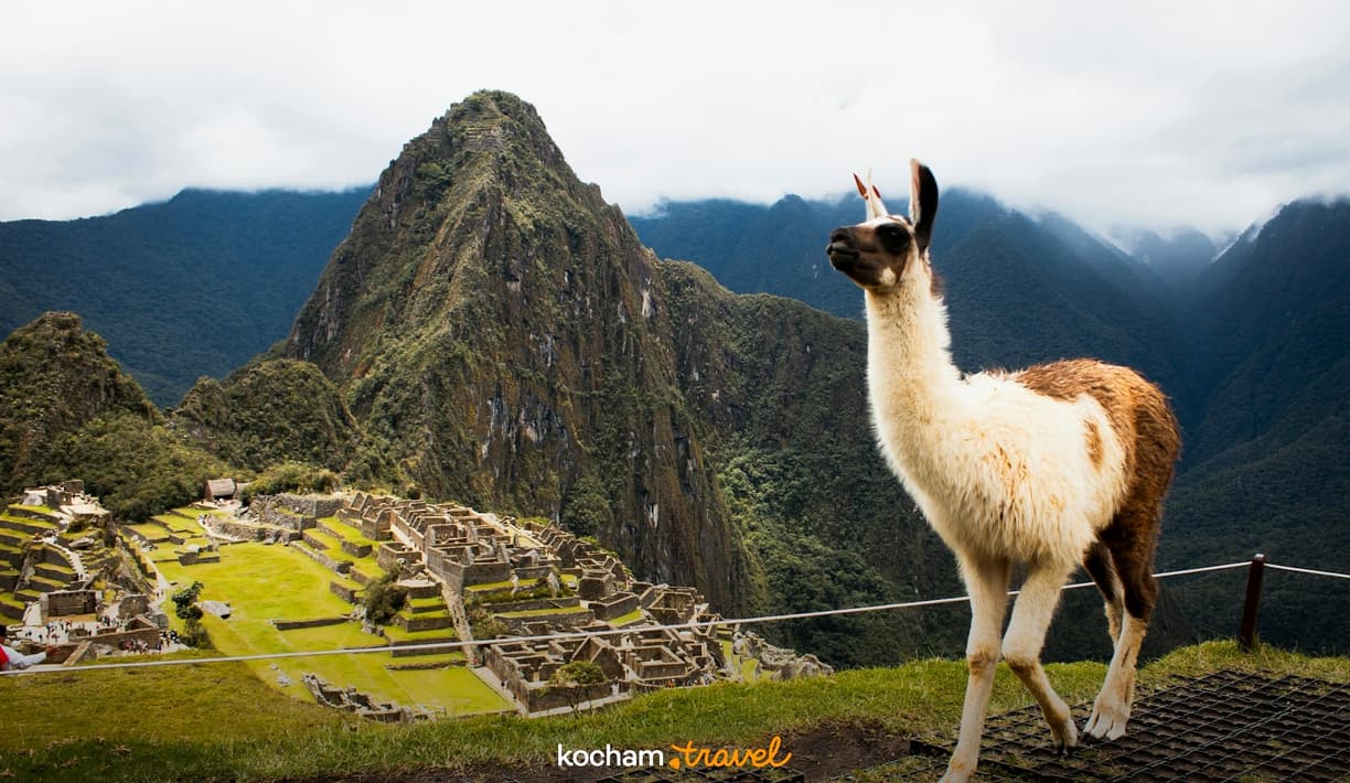 Lama przed ruinami Machu Picchu wśród zielonych Andów.