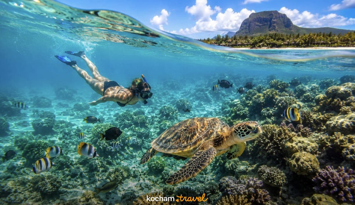 Nurkowanie z rurką, żółw morski, rafa koralowa na Mauritiusie.