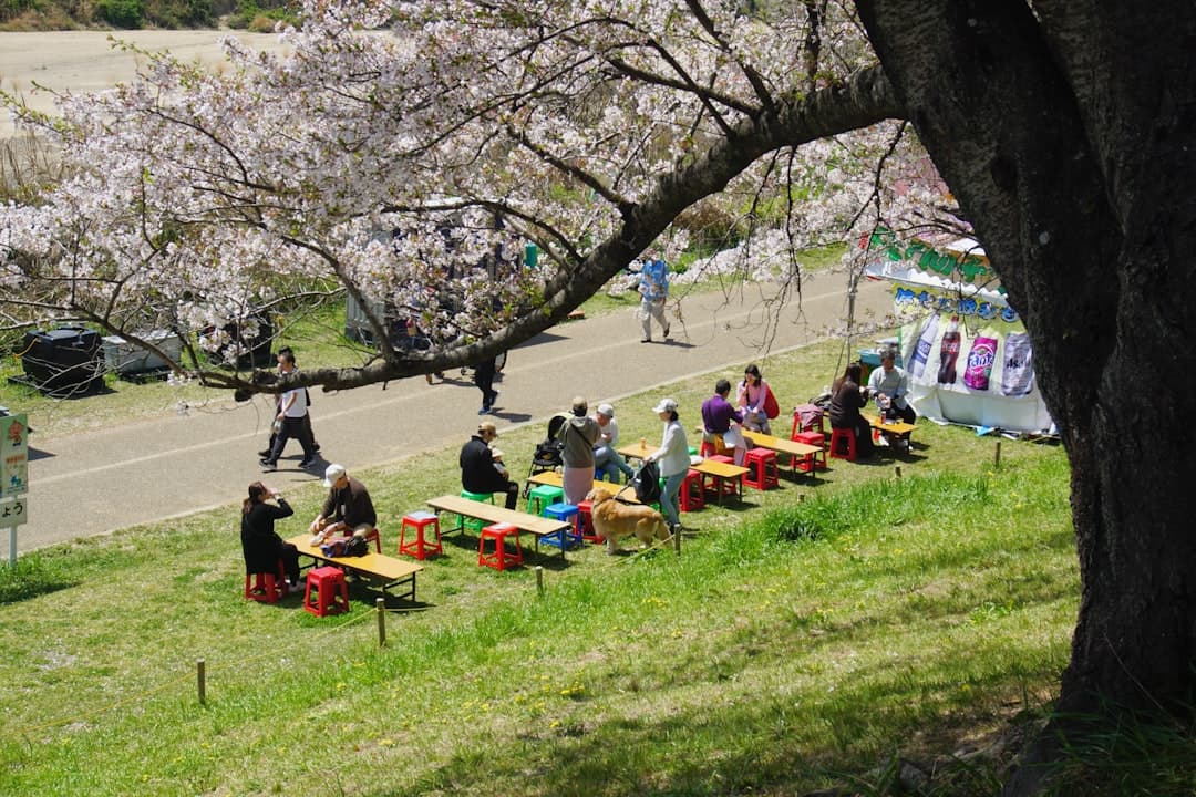 Kwitnące wiśnie, ludzie piknikujący w parku, słoneczny dzień wiosenny.