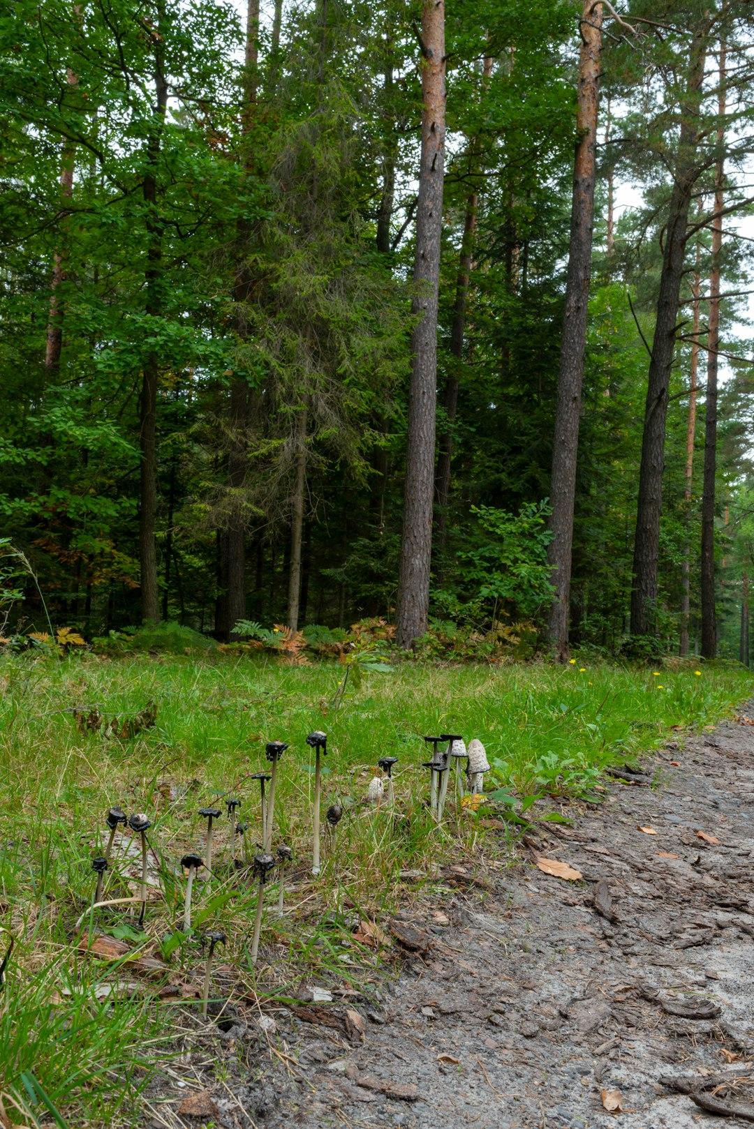Grzyby czernidłaki i inne w trawie przy leśnej ścieżce.