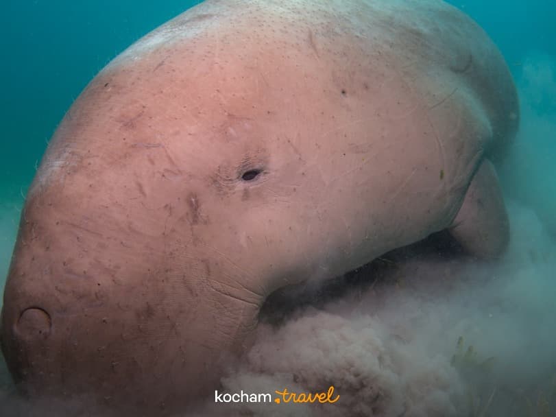 Dugong żerujący na dnie morza, turkusowa woda, trawa morska.