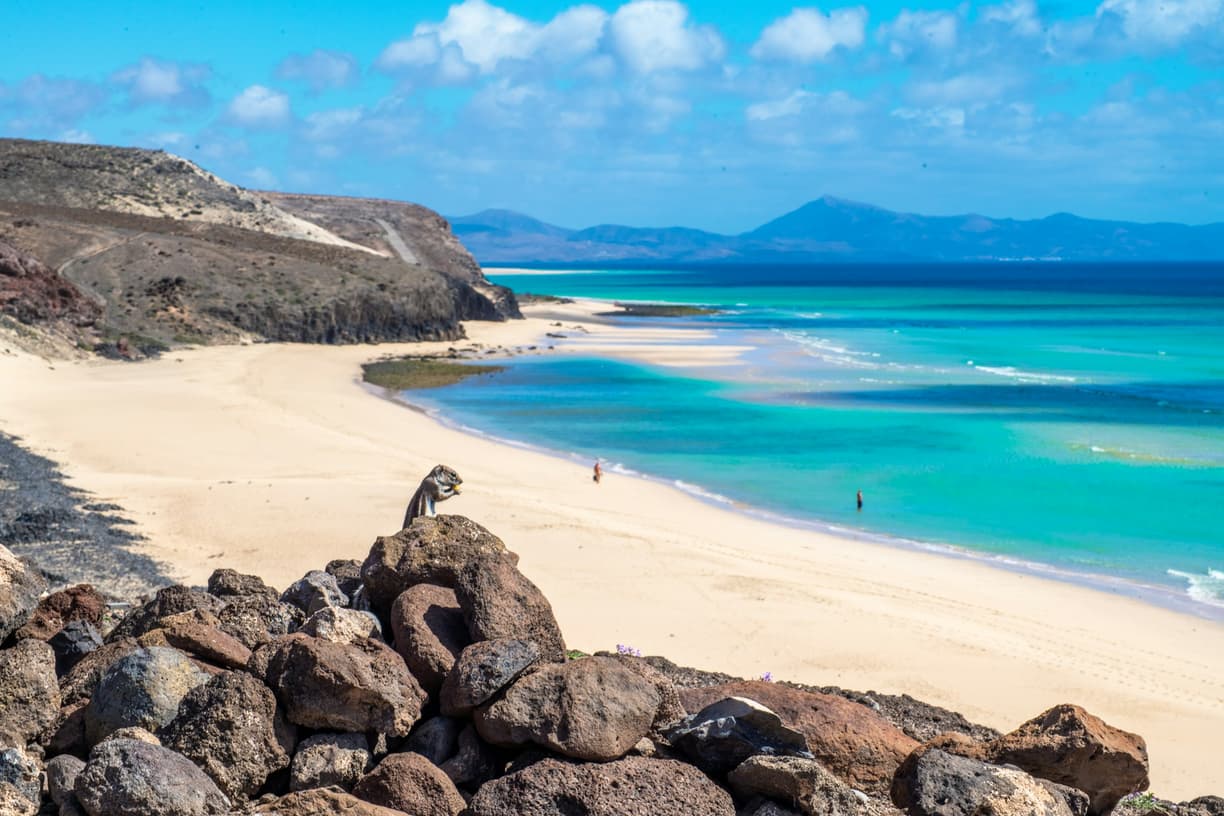 Jaszczurka na tle skalistego wybrzeża Lanzarote.
