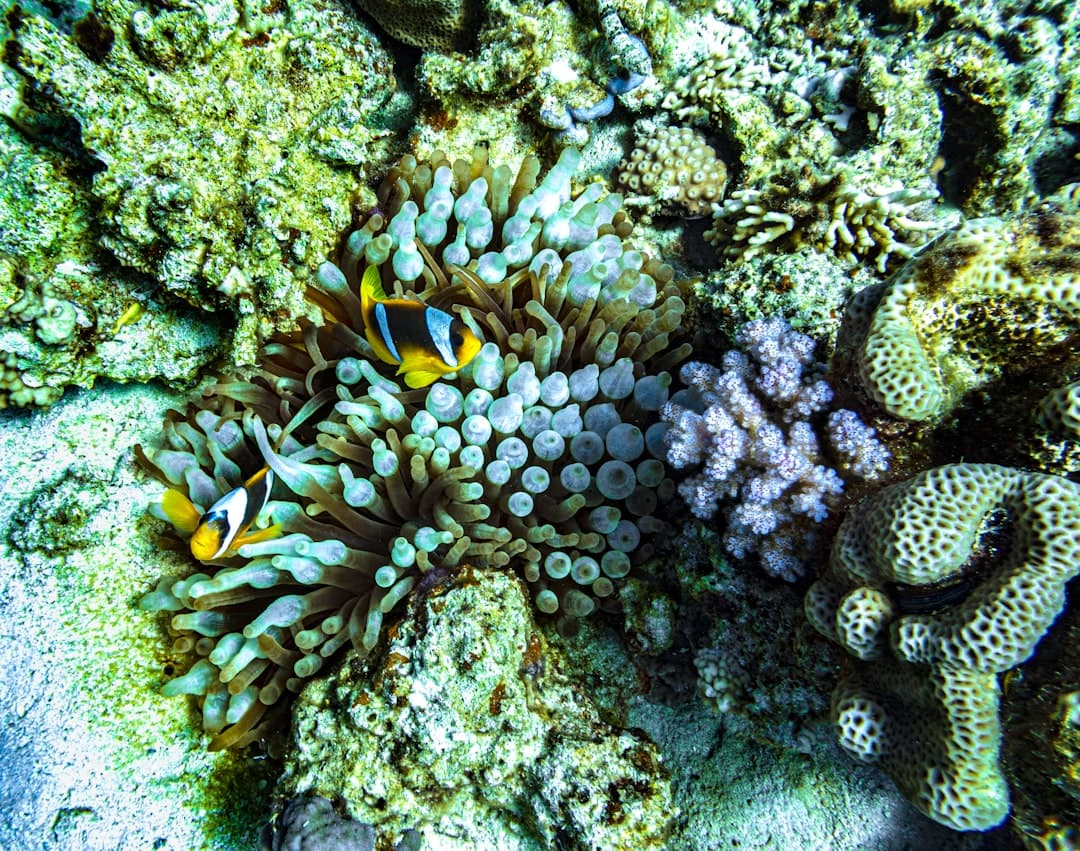 snorkeling w kolorowych rafach koralowych na Wyspie Giftun