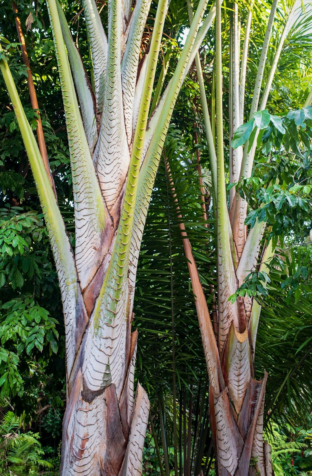Ogród botaniczny w Cairns z tropikalnymi kwiatami