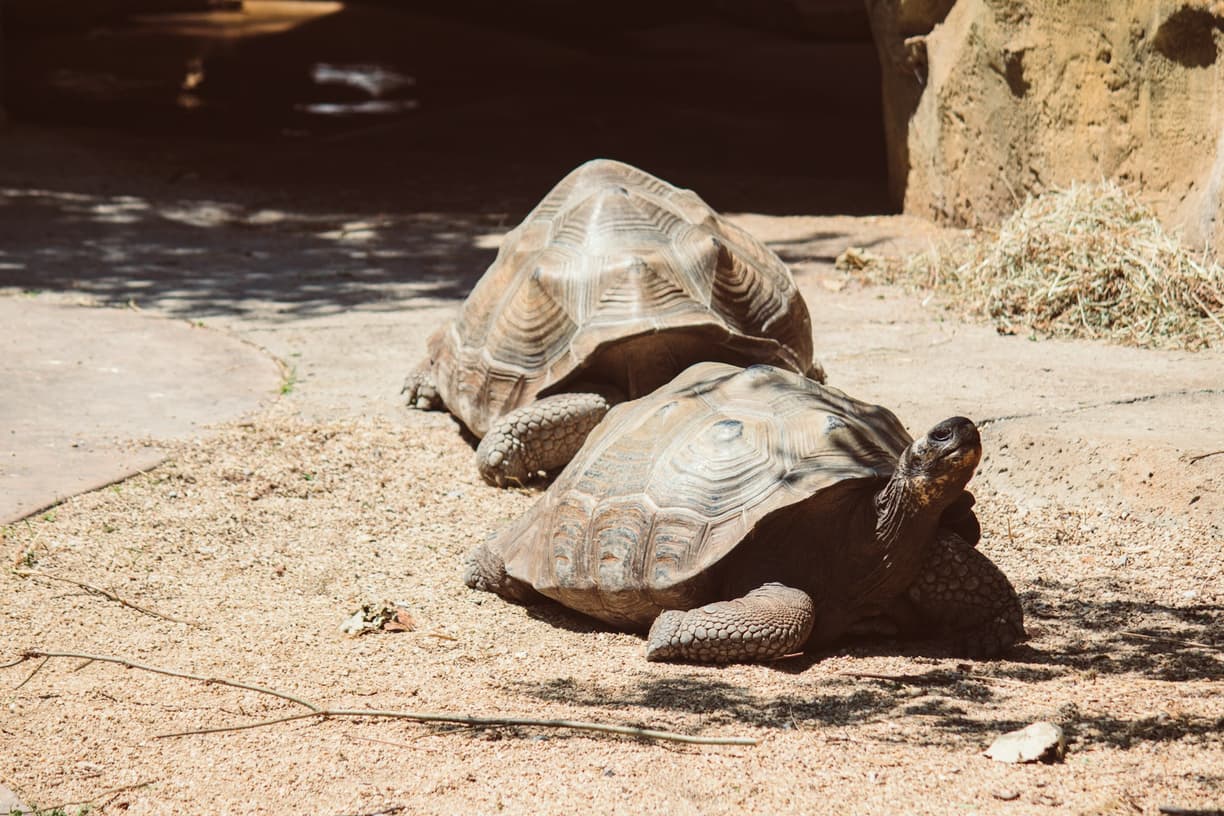 Para gigantycznych żółwi na słonecznym, piaszczystym wybiegu.