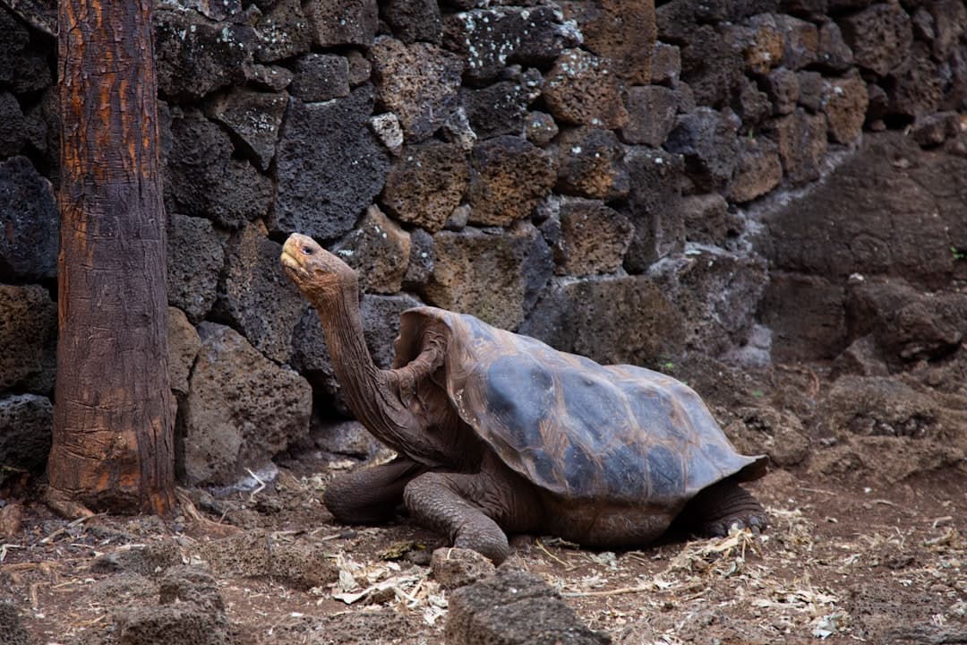 Żółw z Galapagos wyciągający szyję przy kamiennym murze.