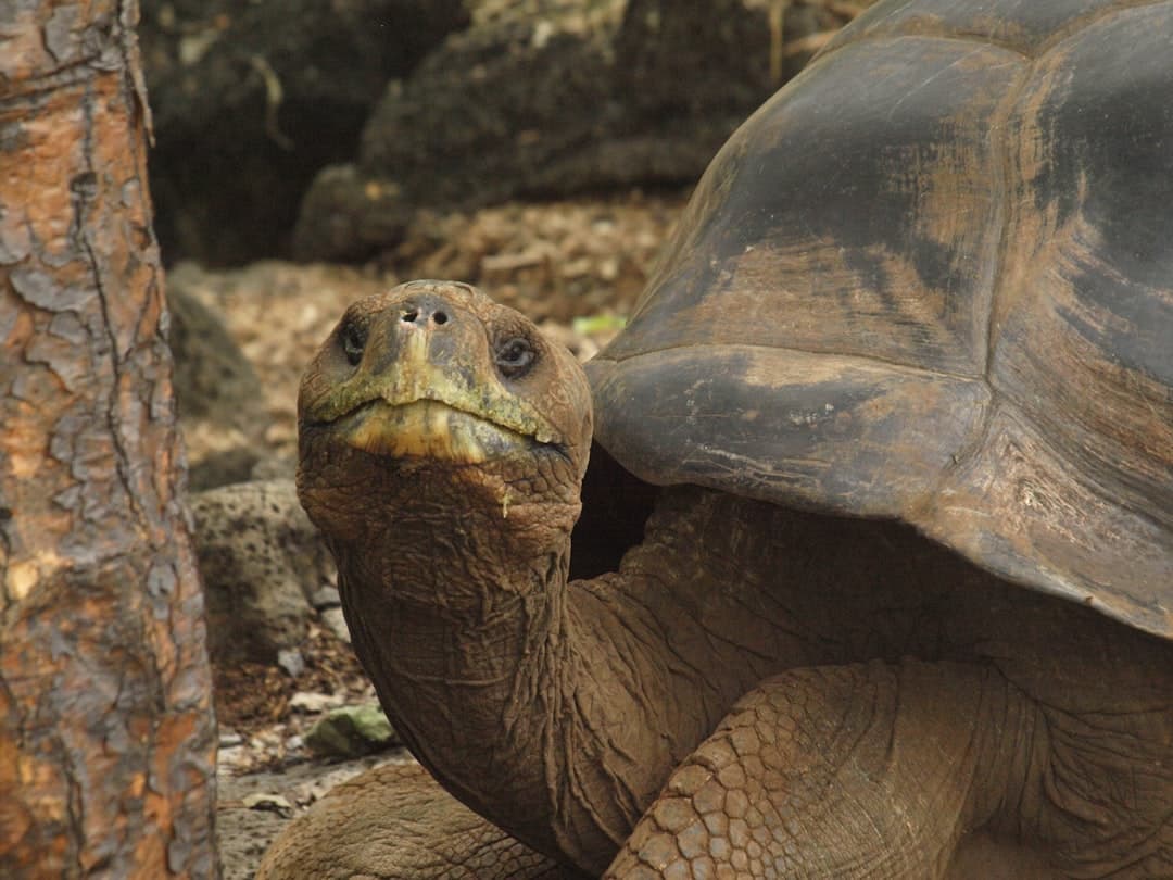 Galapagoski żółw olbrzymi z wyciągniętą głową przy pniu drzewa.