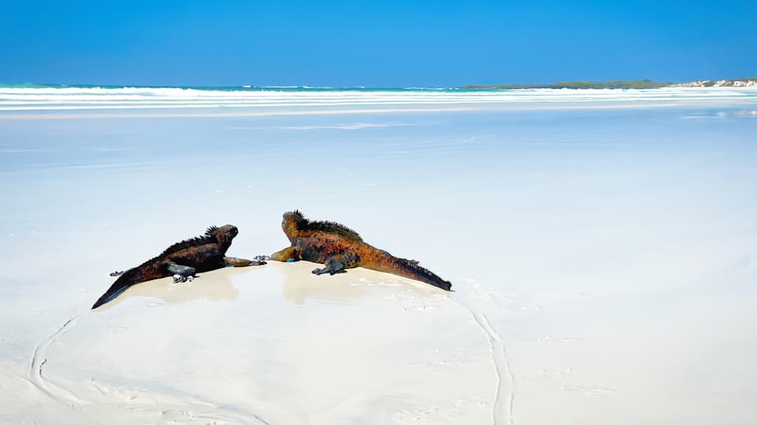 Dwie iguany morskie na białej plaży, błękitny ocean, Galapagos.