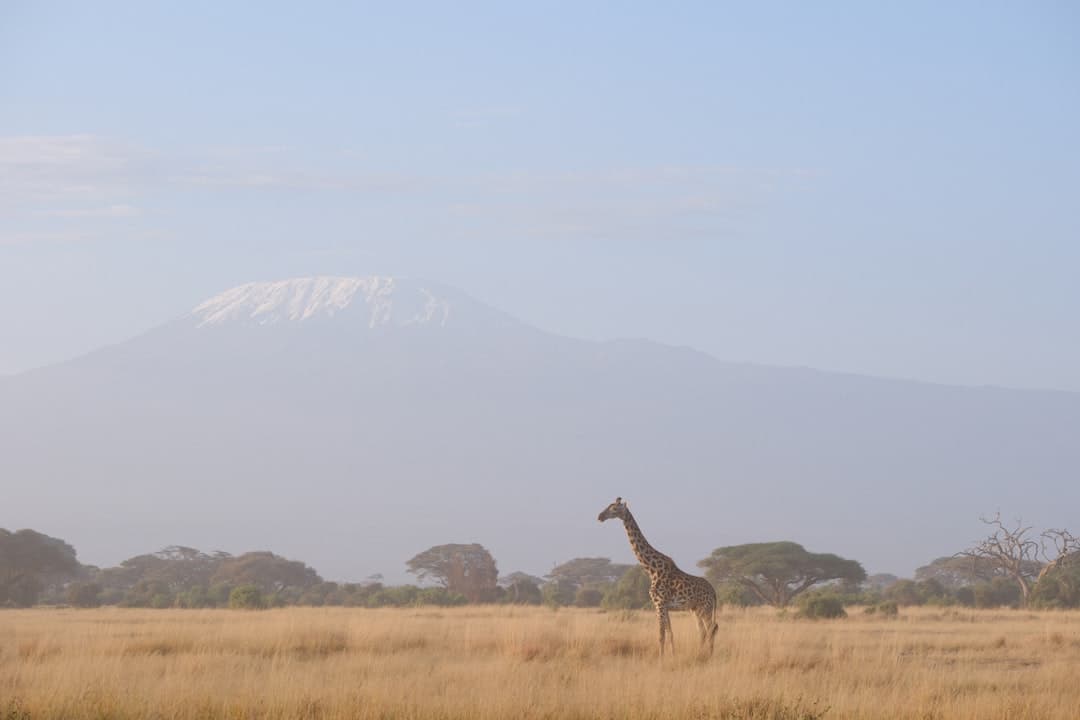 Widok na Kilimandżaro z Parku Amboseli