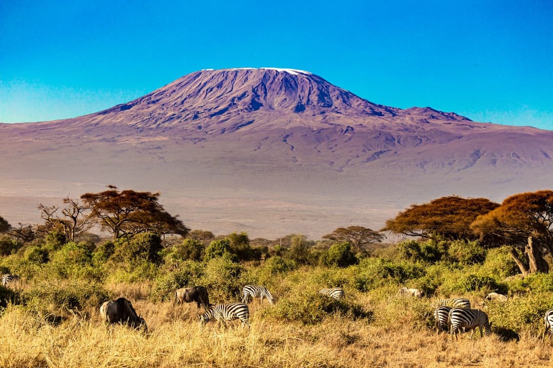 Kenia. Safari z Mombasy: Jak zorganizować jednodniową lub dłuższą wycieczkę do Tsavo East?