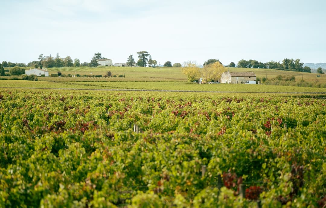 Degustacja win w winnicy Bordeaux