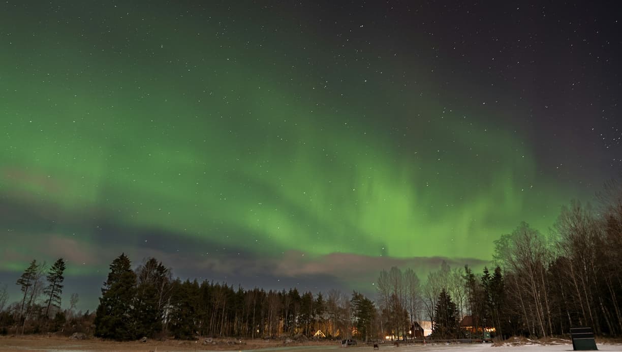 Spektakularna zielona zorza polarna rozświetla nocne niebo nad lasem.