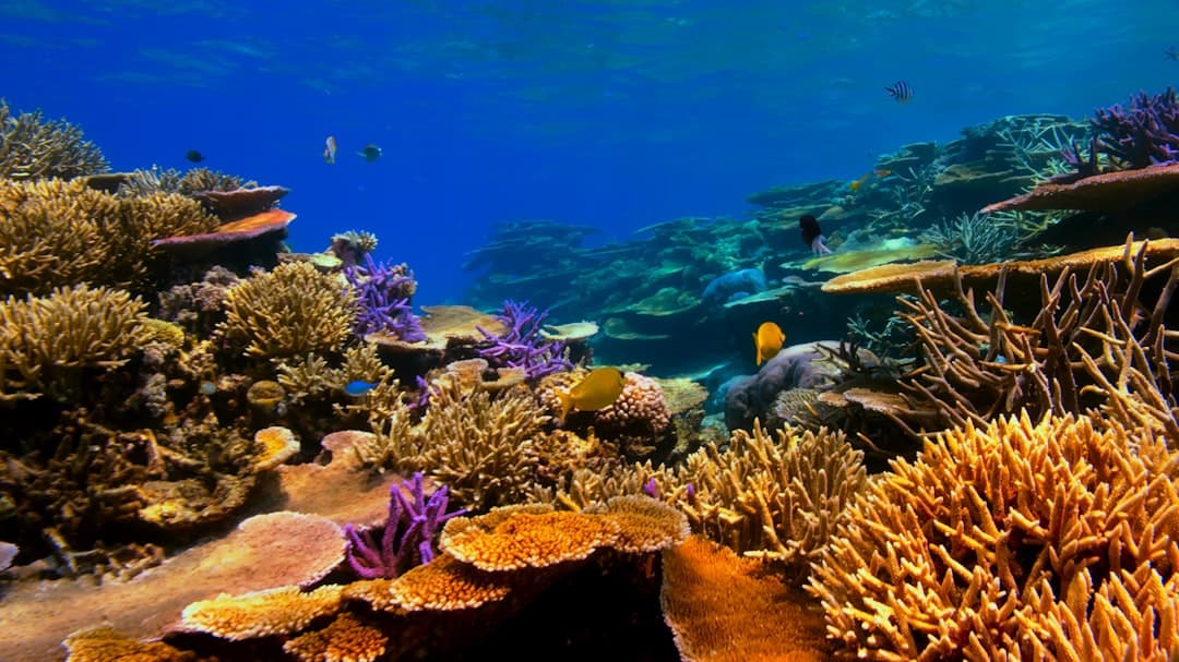 Kolorowa rafa koralowa z rybami w błękitnym oceanie.