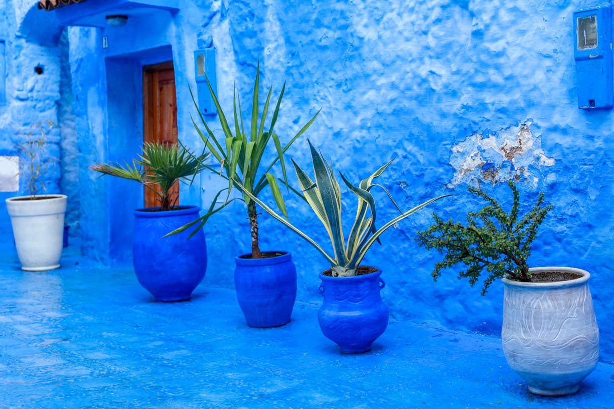 Błękitne uliczki Chefchaouen w Maroku, ozdobione zielonymi roślinami.